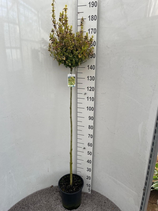 <h4>EUONYMUS FORTUNEI</h4>