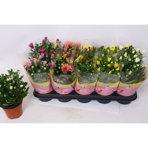 Chrysanthemum gemengd 6klr.