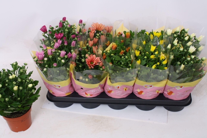 <h4>Chrysanthemum gemengd 6klr.</h4>