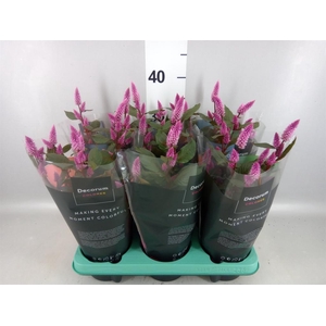 Celosia spic. 'Merida Pink'