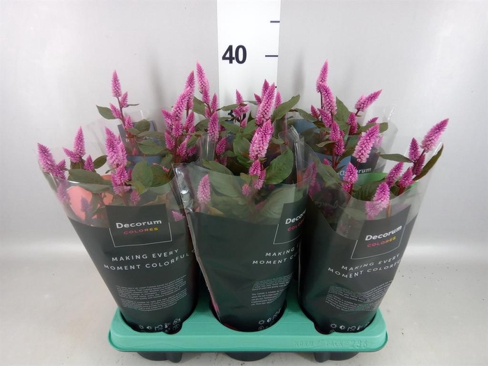 <h4>Celosia spic. 'Merida Pink'</h4>