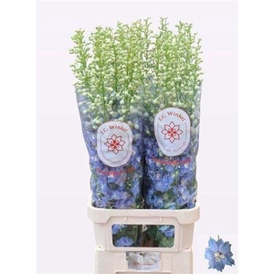 Delph Du Aurora L Blue