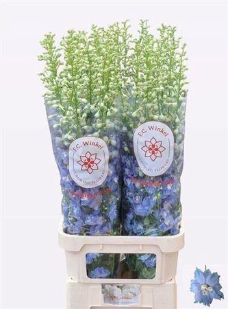 <h4>Delph Du Aurora L Blue</h4>