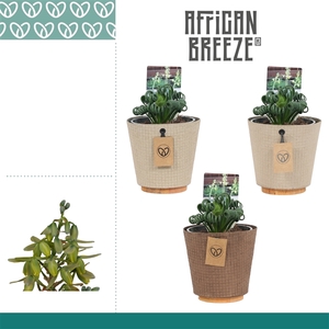 Albuca Spiralis Frizzle Sizzle in ompot Charta
