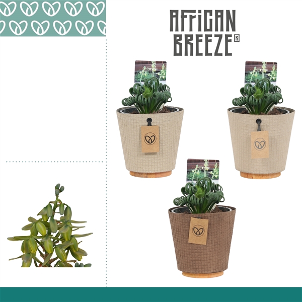 <h4>Albuca Spiralis Frizzle Sizzle in ompot Charta</h4>