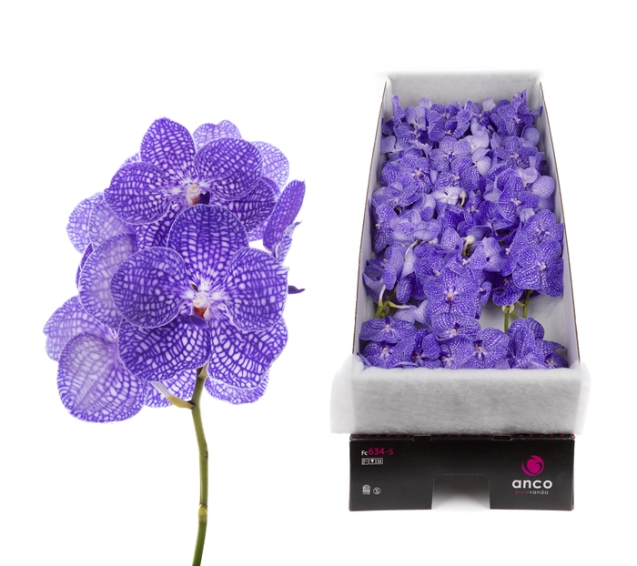 <h4>Vanda Kanchana Indigo</h4>