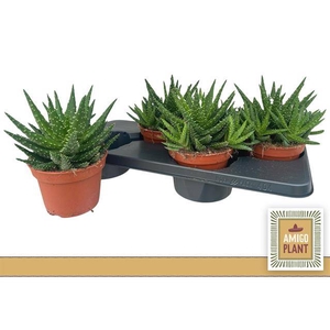 Aloe Safari Kerio (Cites) 15Ø 20cm