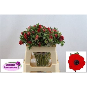 Anem Co Galil Rood