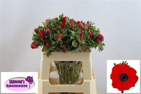 Anem Co Galil Rood