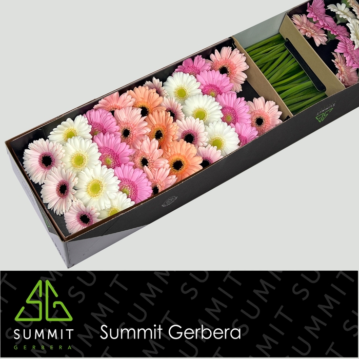 <h4>Germini Mix Pastel Doos</h4>