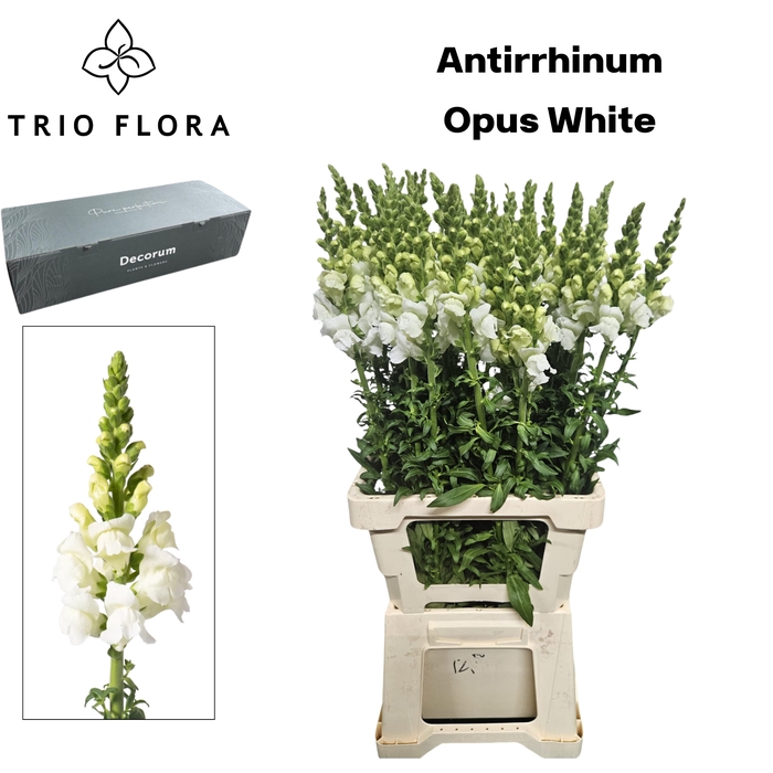 <h4>ANTIR OP WHITE Big Box 80</h4>