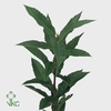CASTANEA SATIVA PB