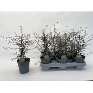 COROKIA COTONEASTER