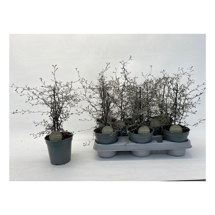 <h4>COROKIA COTONEASTER</h4>