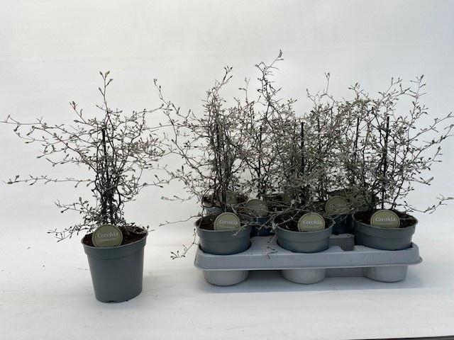<h4>COROKIA COTONEASTER</h4>