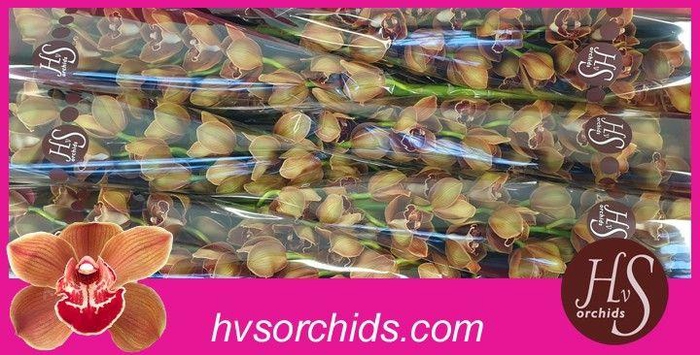 <h4>CYMB T NAPOLI 80 CM</h4>