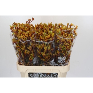 Kangaroo Paw Gold Fever