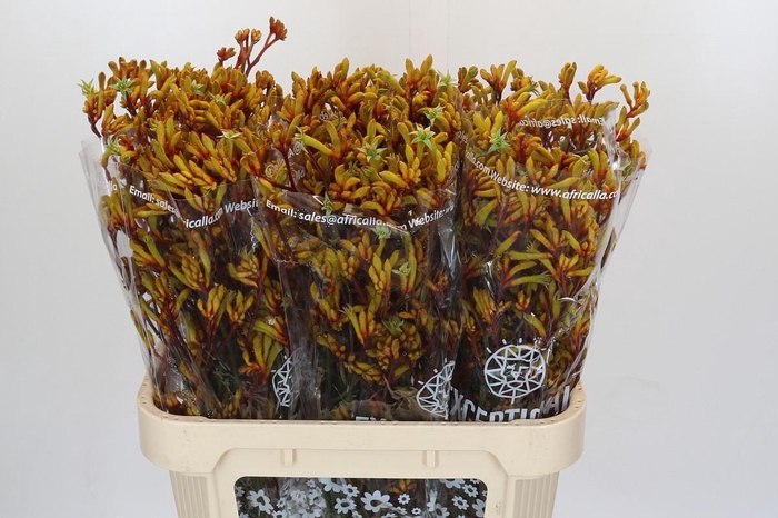 Kangaroo Paw Gold Fever