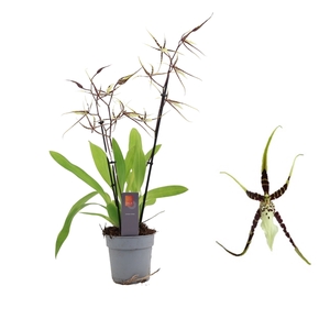 Inca Brassia Toscane 3 spike