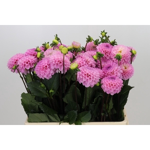 Dahlia Wizard of Oz