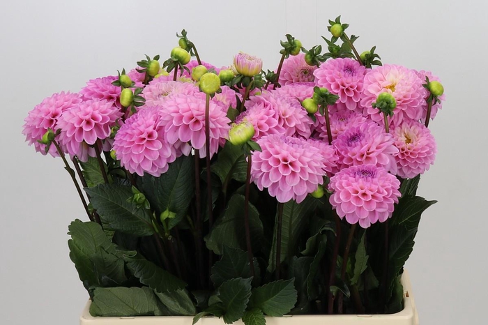 <h4>Dahlia Wizard of Oz</h4>