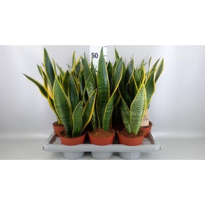 Sansevieria trifa. 'Laurentii'