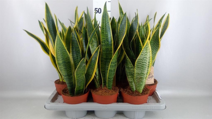 <h4>Sansevieria trifa. 'Laurentii'</h4>