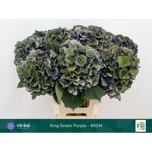 Hydrangea  'Royal King'  CL