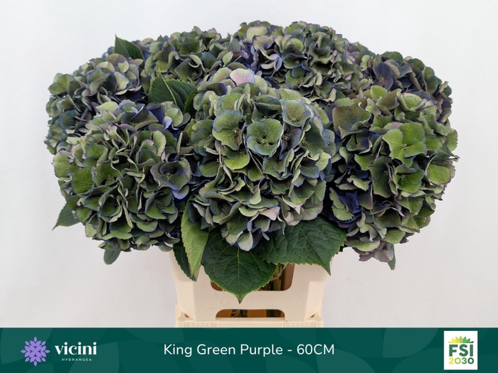 <h4>Hydrangea  'Royal King'  CL</h4>