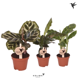 Kolibri Greens Calathea mix