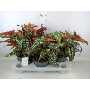 Begonia BD mac. 'Wightii'