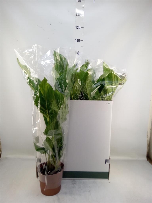 <h4>Tacca chantrieri</h4>