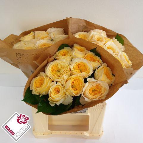 <h4>R GR PERSUASION .</h4>