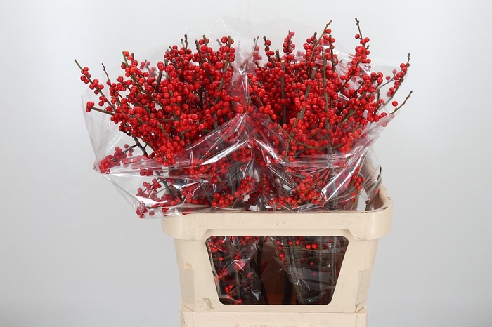 <h4>Ilex Ve Rode Bes</h4>