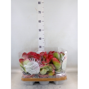 Kalanchoe NF thyrsiflora