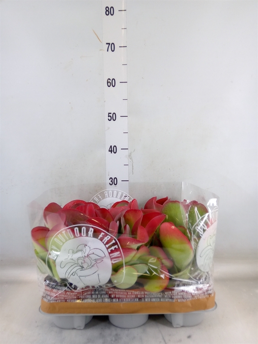 <h4>Kalanchoe NF thyrsiflora</h4>
