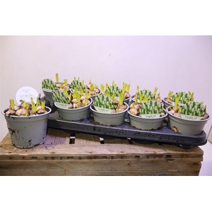 arr8 Muscar White Magic