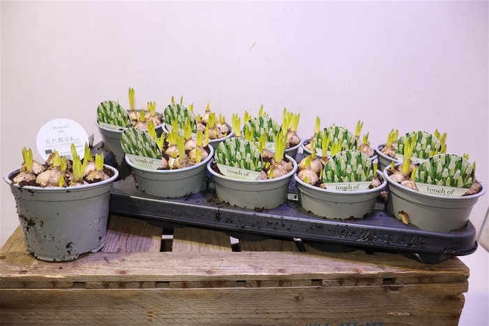 <h4>arr8 Muscar White Magic</h4>