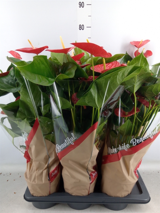 <h4>Anthurium andr. 'Red Winner'</h4>