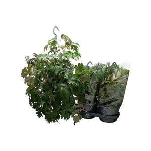 Cissus Rh Ellen Dan 50cm Ranken