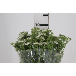 ACHILLEA MILLEFOLIUM BRANCO 070 CM