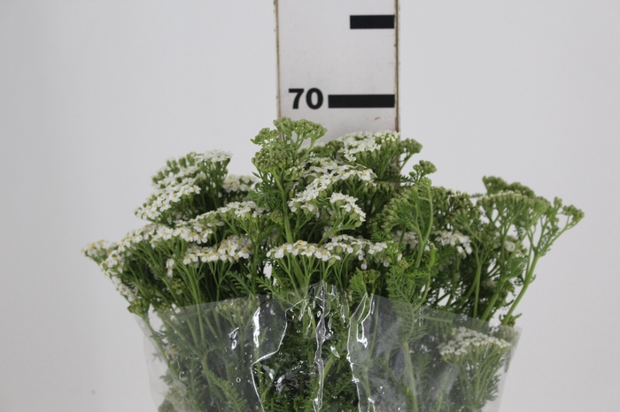 <h4>ACHILLEA MILLEFOLIUM BRANCO 070 CM</h4>
