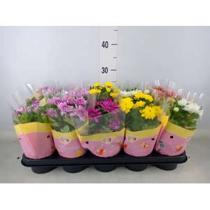 Chrysanthemum   ..rosebud mix