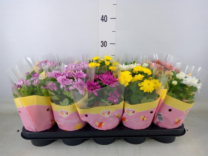 <h4>Chrysanthemum   ..rosebud mix</h4>