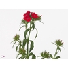 Di Barbatus Red White Ruetten