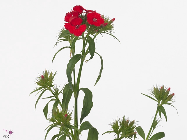 Di Barbatus Red White Ruetten
