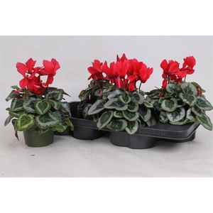 Cyclamen midi Metalis 13Ø 30cm