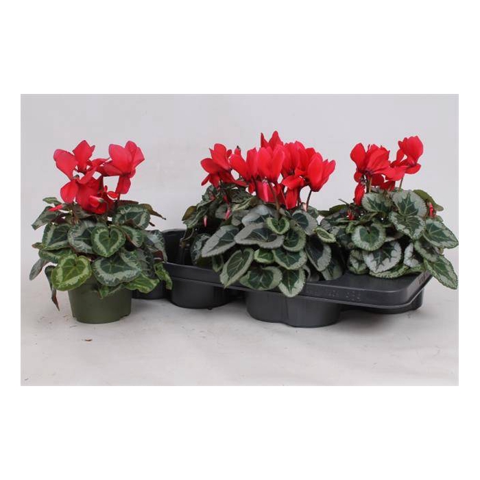 <h4>Cyclamen midi Metalis 13Ø 30cm</h4>