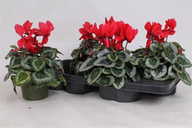 Cyclamen midi Metalis 13Ø 30cm