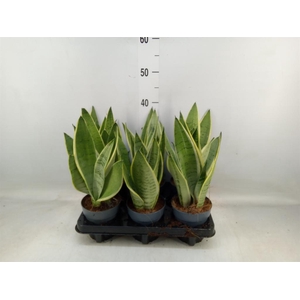 Sansevieria trifa.   ...
